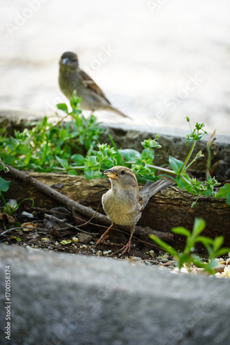 Sparrow Standing on Ground in Natural Environment