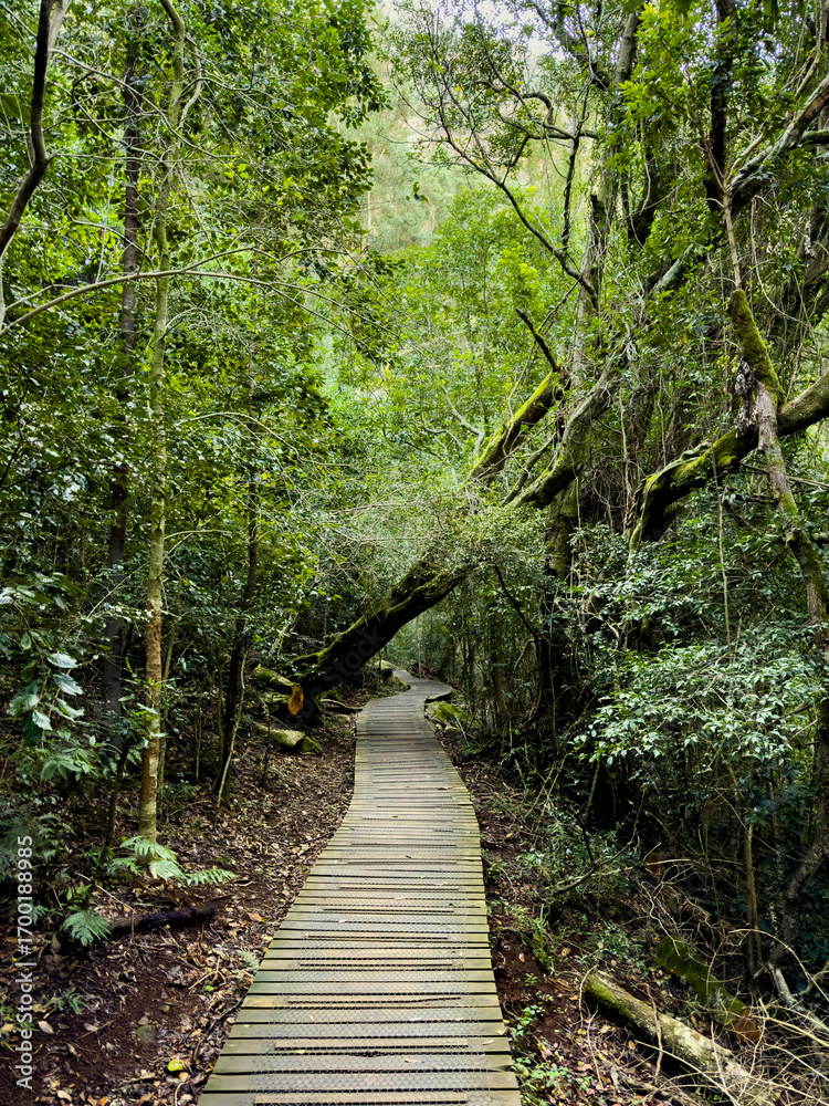 Obraz premium Mysterious hiking trail path through dense mountain forest