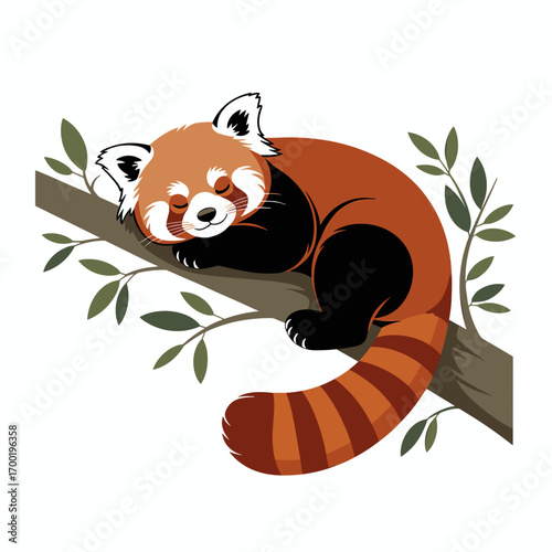 Sleeping Red Panda on Tree Branch