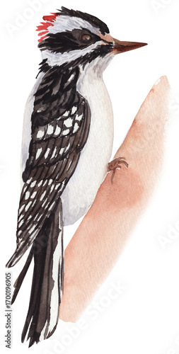 Εκτύπωση καμβά Watercolor clipart of a downy woodpecker, hand-painted