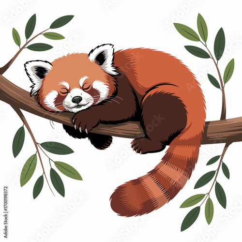 Sleeping Red Panda on Tree Branch