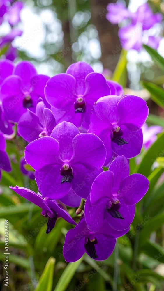 Obraz premium Close-up of vibrant purple orchids (1)
