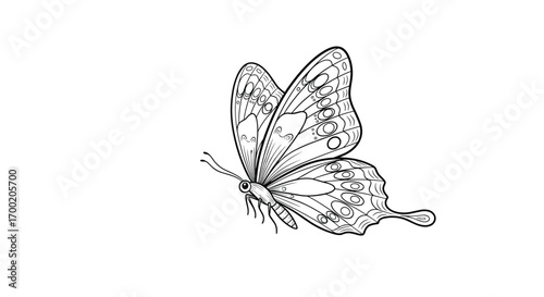 Delicate butterfly illustration detailed ink drawing nature art insect entomology study realistic sketch