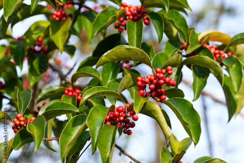 クロガネモチの実