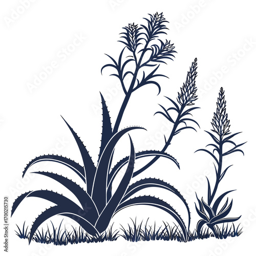 bromeliads south africa with leaves 