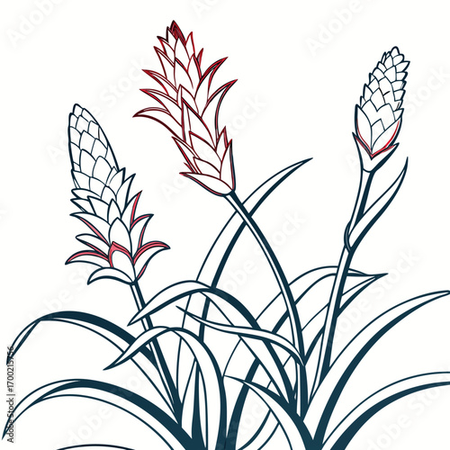 bromeliads south africa on white background 