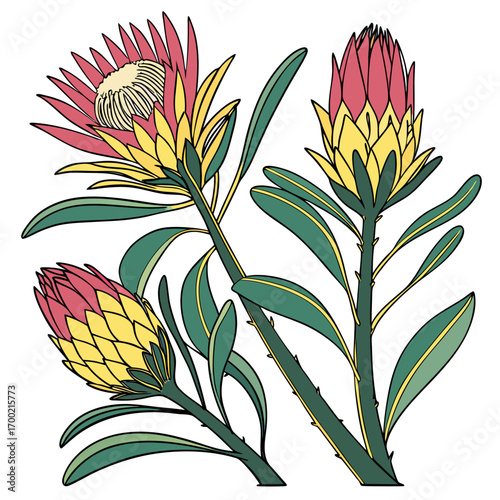 bromeliads south africa with leaves