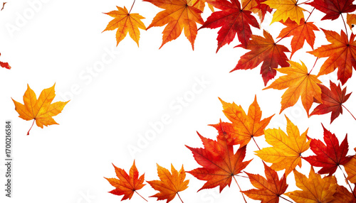 Golden and red autumn maple leaves with natural autumn pattern border isolated on white background