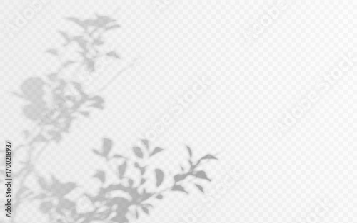 Shadow overlay from a plant branch isolated on a transparent background.