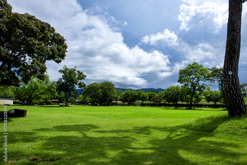 Fototapeta premium The beautiful forest and tree background blue sky.