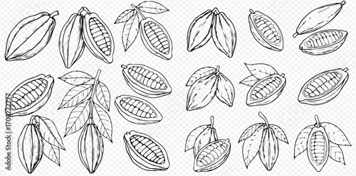 Hand-drawn illustration of cocoa pods, beans, and leaves; various stages of opening.