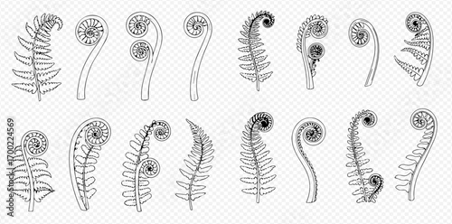 Collection of detailed line drawings illustrating various stages of fern frond development, showcasing fiddleheads and unfurling leaves.