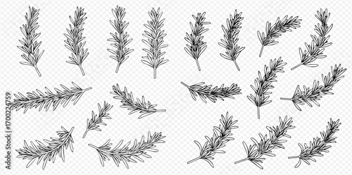 Collection of hand-drawn rosemary sprigs, various sizes and orientations, black line art on white.