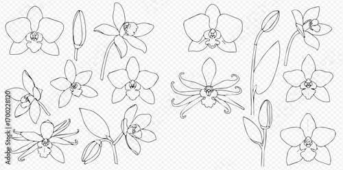 Collection of hand-drawn vanilla orchid flower sketches, showing various stages of bloom and plant parts.