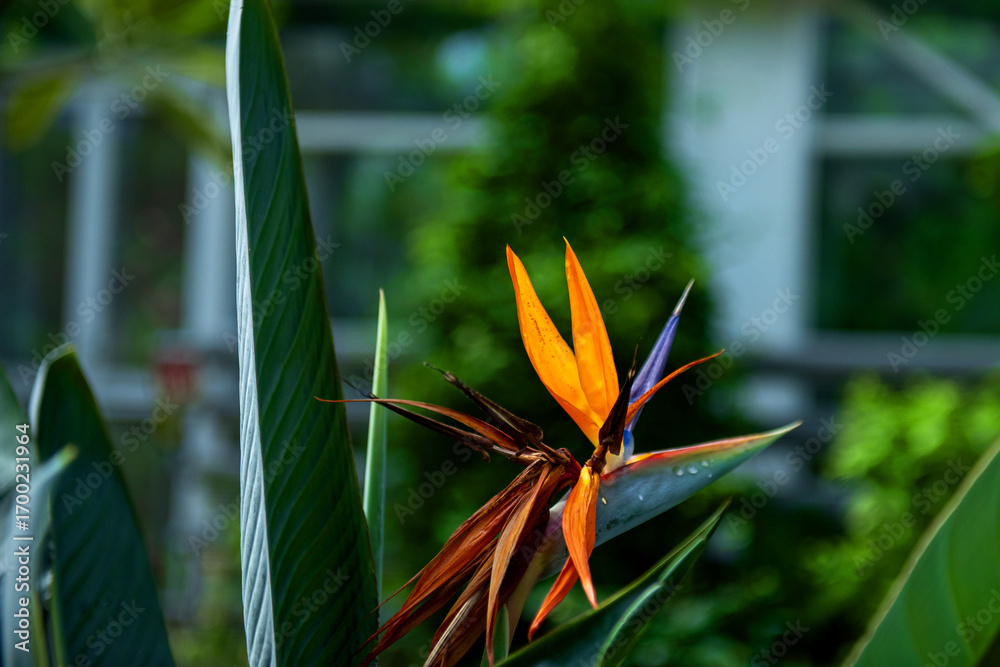 Obraz premium The beautiful flower and leaves in the gaden on summer.