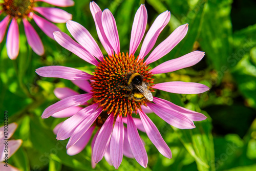 Bee on a vibrant purple coneflower or Echinacea.