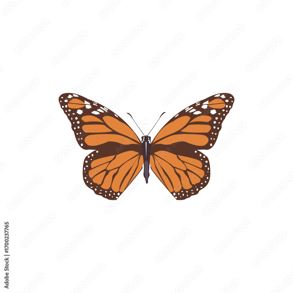 Fototapeta premium Beautiful monarch butterfly illustration with detailed orange and black wings. Perfect for nature design, wildlife art, insects, garden decoration, and educational vector illustration.