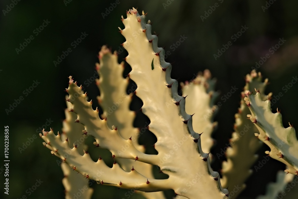 Naklejka premium Cactus Close-Up Photography