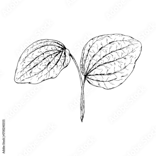 Hand drawn vector illustration of plantain Plantago major leaves with strong ribbed texture, symbol of healing herbs, perfect for medical packaging, herbal teas, natural cosmetics, apothecary designs