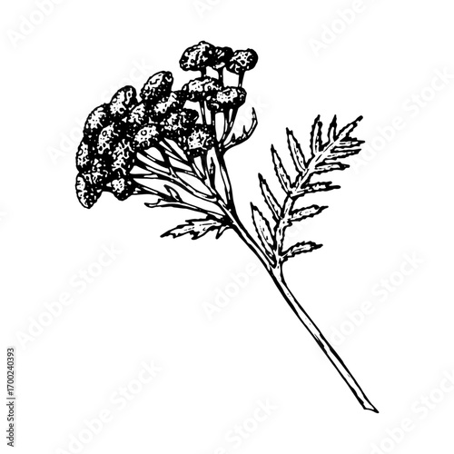 Hand drawn illustration of tansy Tanacetum vulgare with clustered yellow flowers and delicate feathery leaves, ideal for botanical prints, apothecary packaging, herbal medicine labels, eco cosmetics