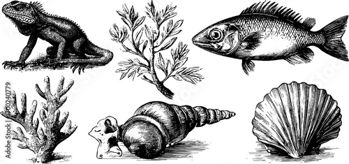 Exotic tropical wildlife and sea creatures in vintage engraving style