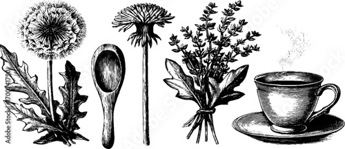 Herbal secrets: vintage engraving style with dandelion, spoon, lavender, and teacup for decorative designs