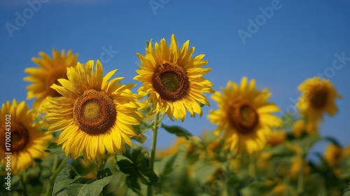 A vibrant field of sunflowers stands tall against a clear blue sky, showcasing their bright yellow petals and distinctive brown centers.