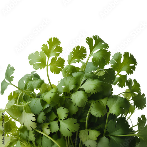 Fresh vibrant green cilantro leaves with intricate patterns against a stark black background, showcasing natural freshness.