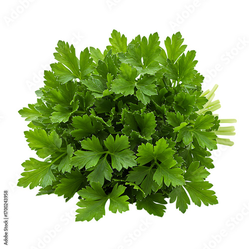 A vibrant, fresh bunch of bright green parsley with individual leaves perfectly arranged against a stark black background.