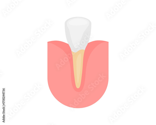 Detailed cross section illustration of a human tooth embedded in gum tissue