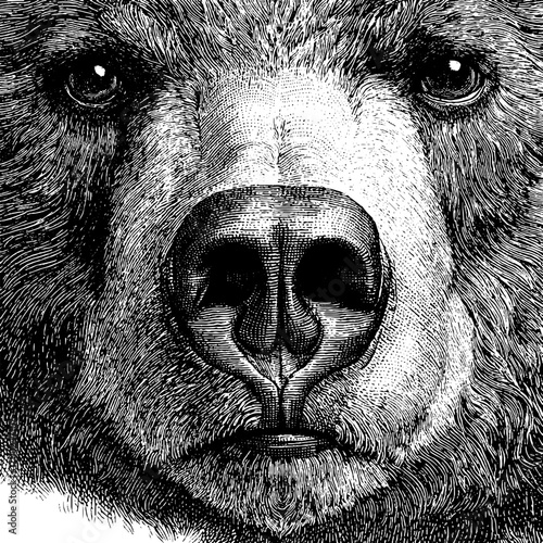 Vintage engraving style illustration of bear muzzle for retro design
