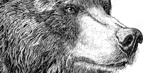Vintage bear muzzle engraving in hand drawn sketch style