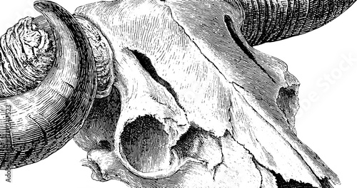 Vintage engraving of bison skull - hand-drawn illustration for retro design and decor