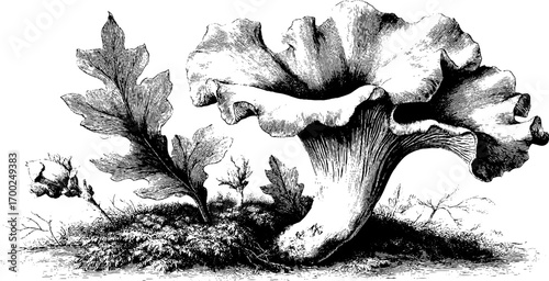 Vintage hand drawn illustration of chanterelle mushroom with oak leaves - retro botanical design for labels and posters