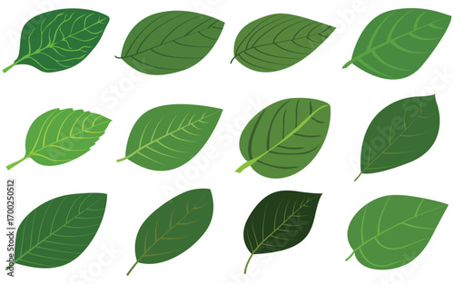 Vibrant Green Basil and Mint Leaf Arrangements Isolated on White Background