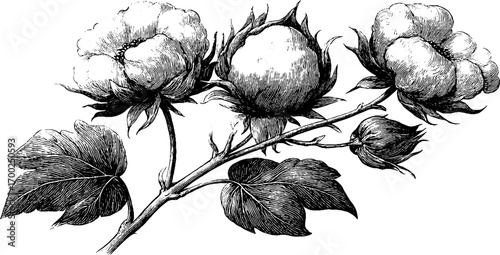Vintage engraving of cotton plant in hand drawn style for botanical design