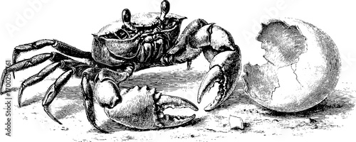 Vintage engraving style illustration of crab with claw and eggshell design for nautical themes