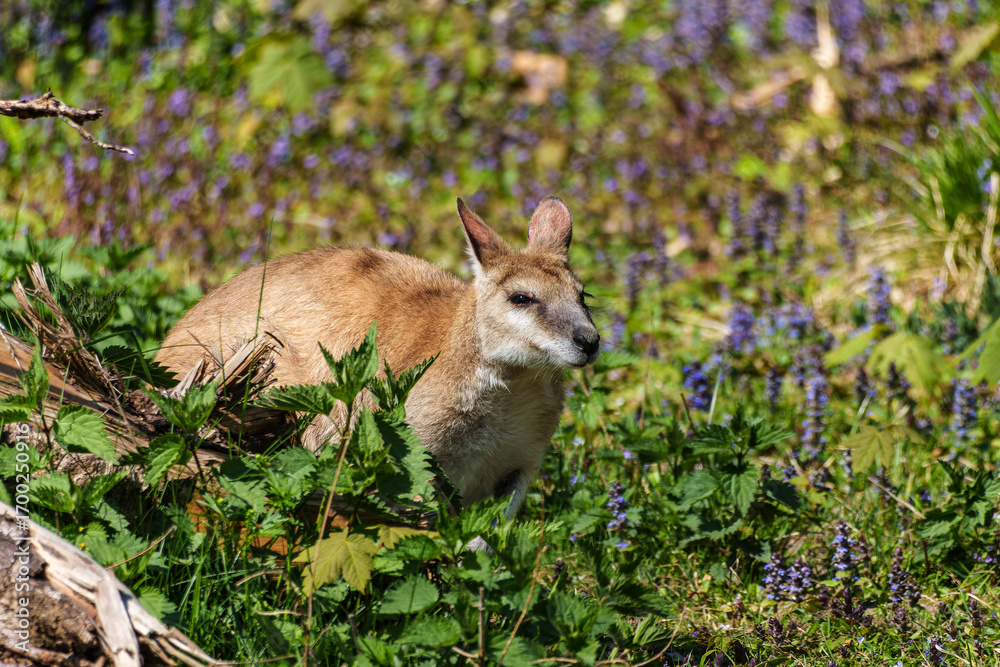 Fototapeta premium The agile wallaby, Macropus agilis also known as the sandy wallaby