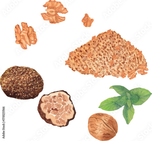 Vector watercolor illustration set of whole walnuts in shell, walnut kernels, heap of walnuts, whole truffle, sliced truffle, and fresh mint leaves