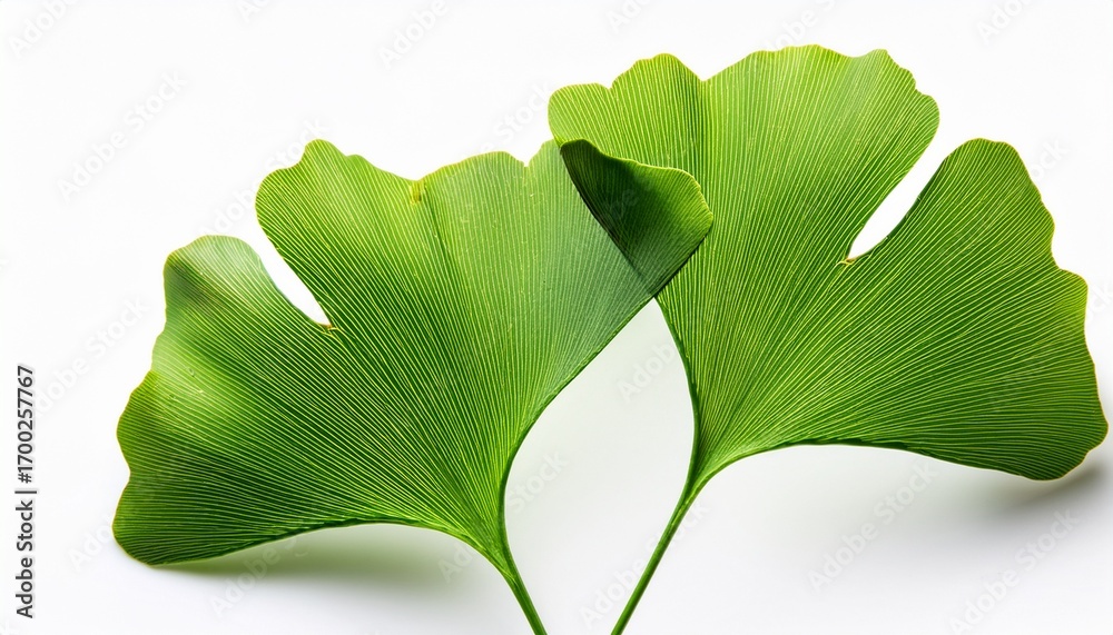 Fototapeta premium Ginkgo Leaves Isolated On White Background