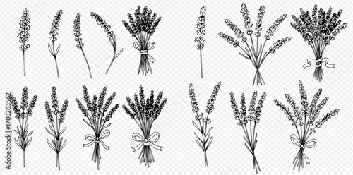 Collection of hand-drawn lavender sprigs and bouquets, various sizes and arrangements.