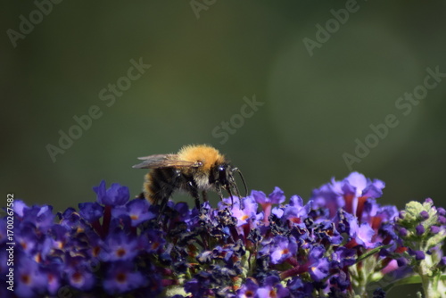 Bee on purple flower in the sun