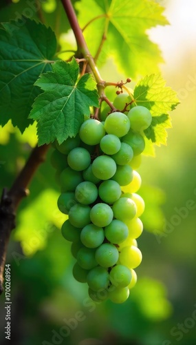 Wallpaper Mural Sun-drenched bunches of vibrant green winery grape leaves, freshly picked and glistening with morning dew Perfect for culinary or wine-themed projects , wrap, culinary, detail Torontodigital.ca