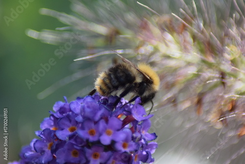 Bee on purple flower in the sun