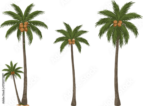 Four tropical coconut palm trees with coconuts, isolated on white background for botanical, landscape, agriculture, nature, and beach themes