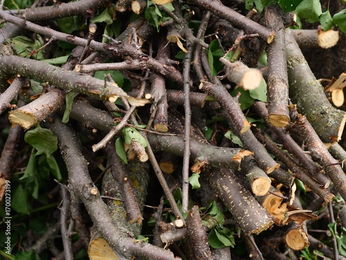 Pile of branches and twigs. Close-up