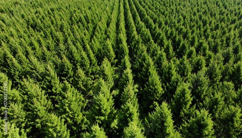 Aerial view of a vast, evenly spaced coniferous plantation