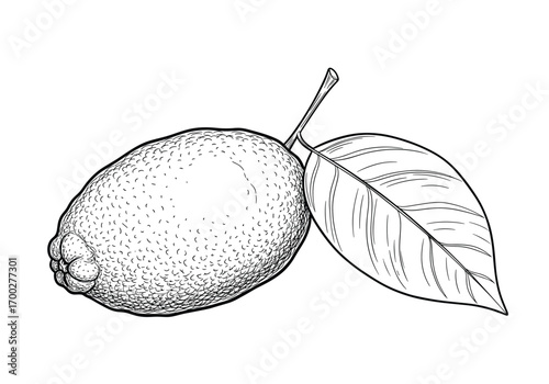 A detailed drawing of a ripe fruit with a stem and a single leaf attached