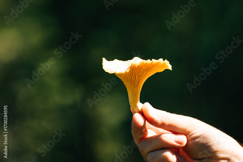 large chanterelle mushroom against the background of a forest