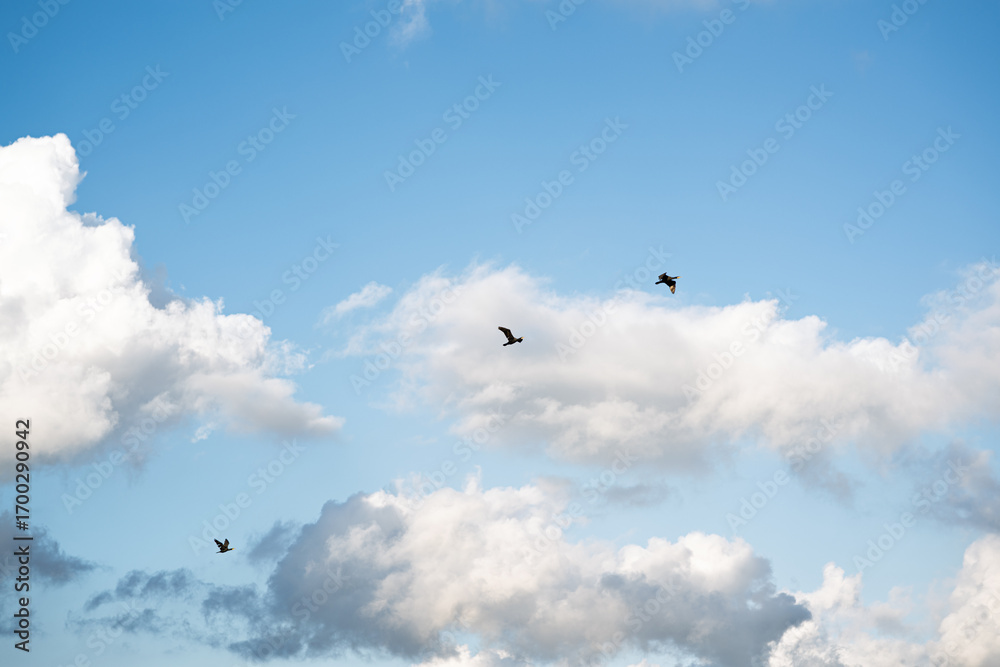 Fototapeta premium Zugvogel Kormoran auf der Abreise in den Süden